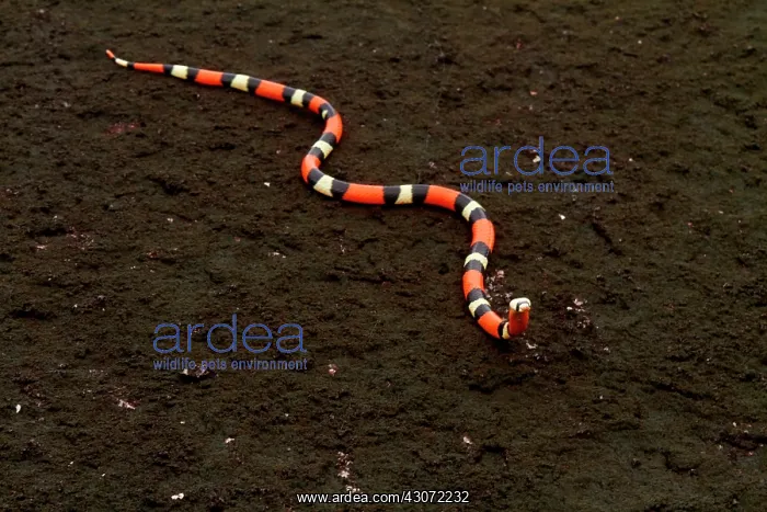 : Portrait of False Coral Snake (Erythrolamprus aesculapii) : Portrait of False Coral Snake (Erythrolamprus aesculapii)