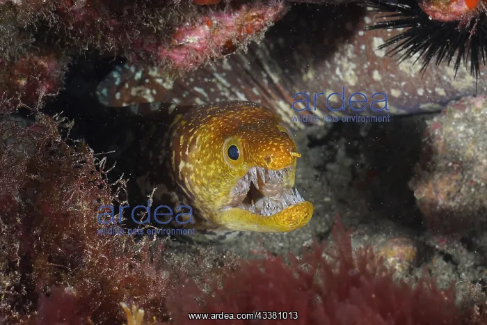 : Portrait of fangtooth moray (Enchelycore anatina) : Portrait of fangtooth moray (Enchelycore anatina)