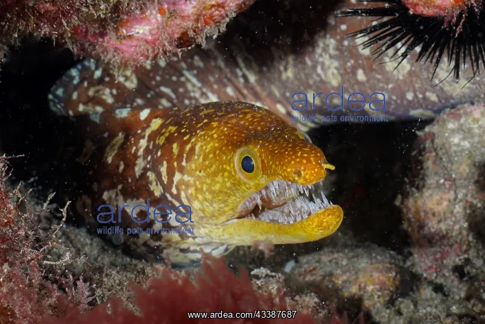 : Portrait of fangtooth moray (Enchelycore anatina : Portrait of fangtooth moray (Enchelycore anatina