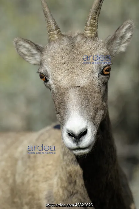 : Portrait of a female Bighorn Sheep : Portrait of a female Bighorn Sheep