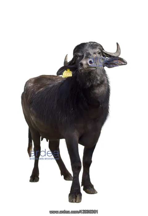 : Portrait of a female Buffalo Region of Naples Italy : Portrait of a female Buffalo Region of Naples Italy