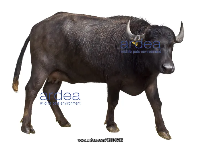: Portrait of a female Buffalo Region of Naples Italy : Portrait of a female Buffalo Region of Naples Italy