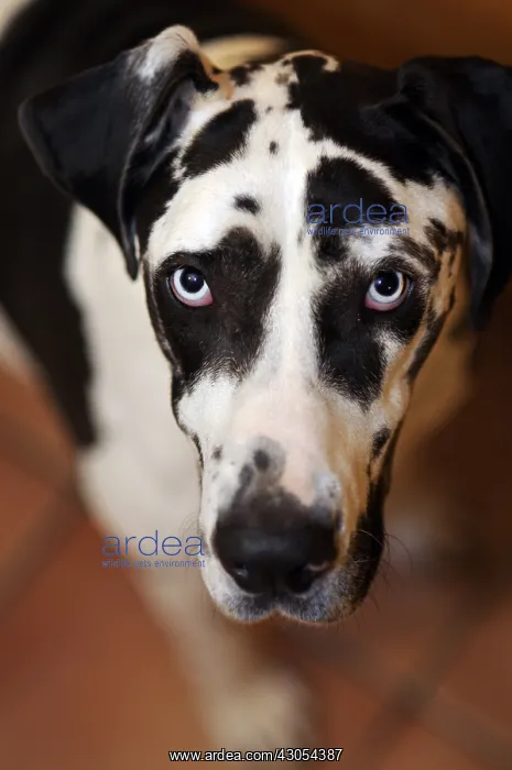 : Portrait of a female harlequin German mastiff in France : Portrait of a female harlequin German mastiff in France