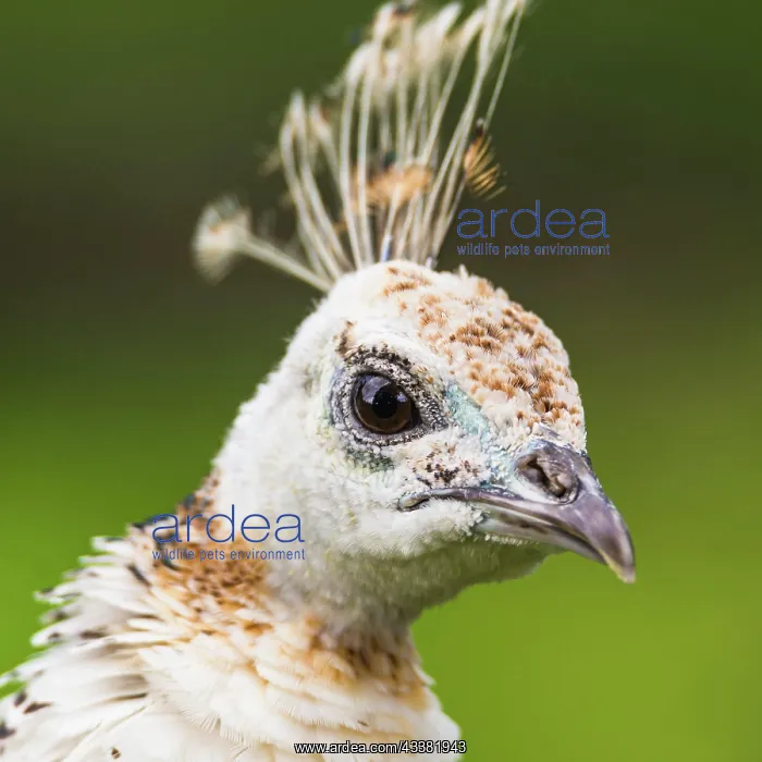 : Portrait of Female Indian Peafowl (Pavo cristatu : Portrait of Female Indian Peafowl (Pavo cristatu