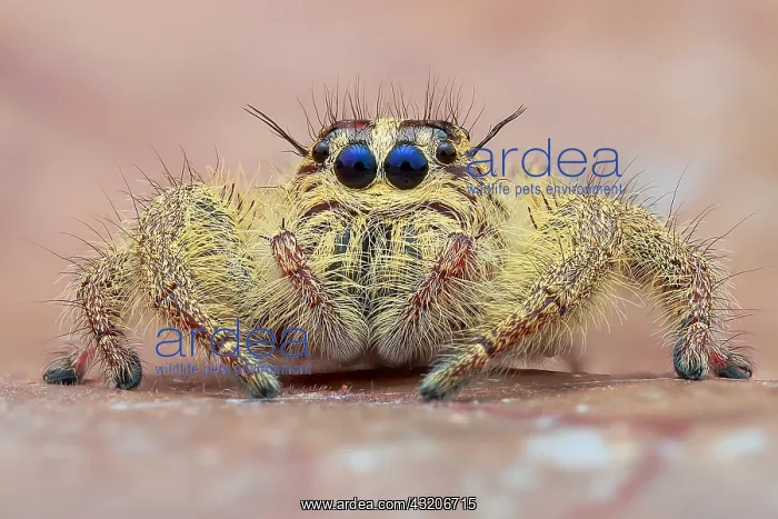 : Portrait of a female jumping spider (Hyllus diardi) : Portrait of a female jumping spider (Hyllus diardi)