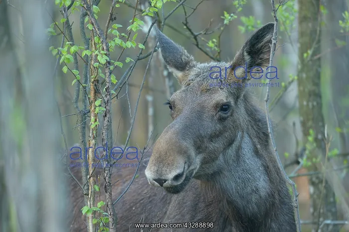 : Portrait of a female Moose (Alces aces) looking : Portrait of a female Moose (Alces aces) looking
