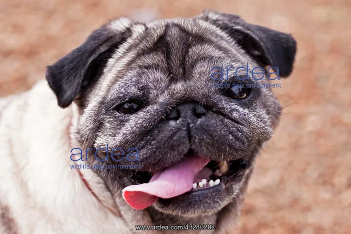 : Portrait of a female pug : Portrait of a female pug