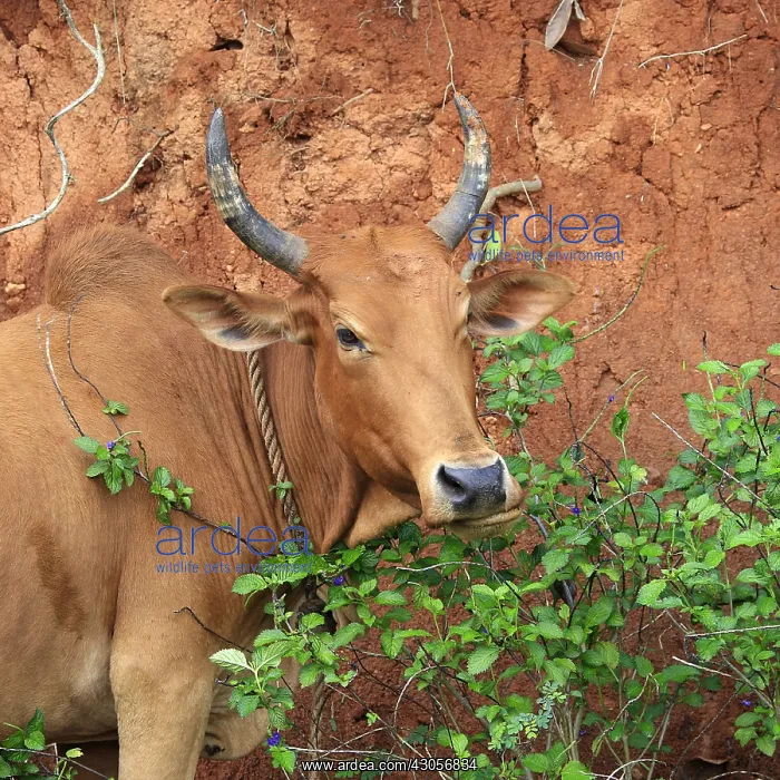 : Portrait of a female Zebu Mayotte : Portrait of a female Zebu Mayotte