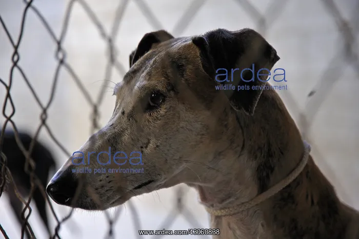 : Portrait of a fence behind Galgo Spain : Portrait of a fence behind Galgo Spain