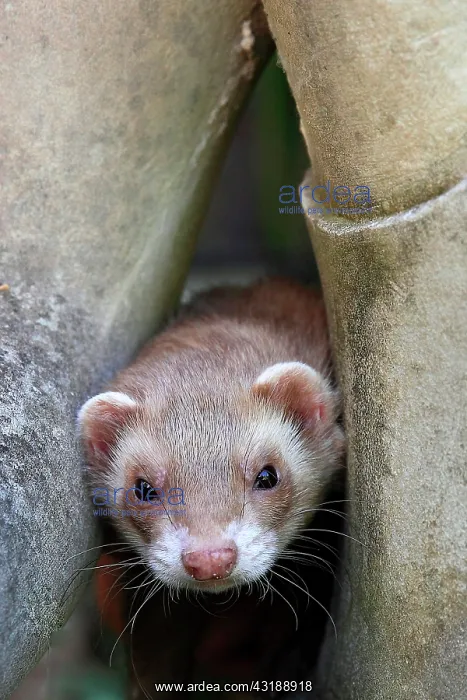 : Portrait of a ferret, France : Portrait of a ferret, France