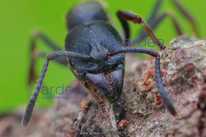 : Portrait of Fingerprint ant (Diacamma sp.) : Portrait of Fingerprint ant (Diacamma sp.)