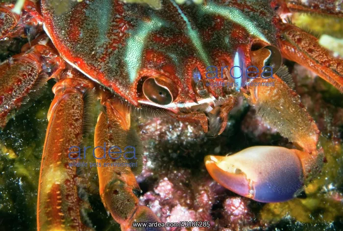 : Portrait of Flat crab (Percnon gibbesi), Tenerife : Portrait of Flat crab (Percnon gibbesi), Tenerife