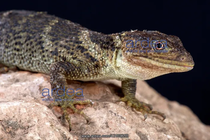 : Portrait of Flathead knob-scaled lizard (Xenosaurus : Portrait of Flathead knob-scaled lizard (Xenosaurus