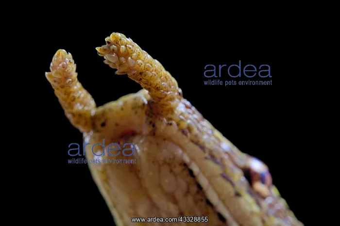 : Portrait fo Tentale snake (Erpeton tentaculatum) : Portrait fo Tentale snake (Erpeton tentaculatum)
