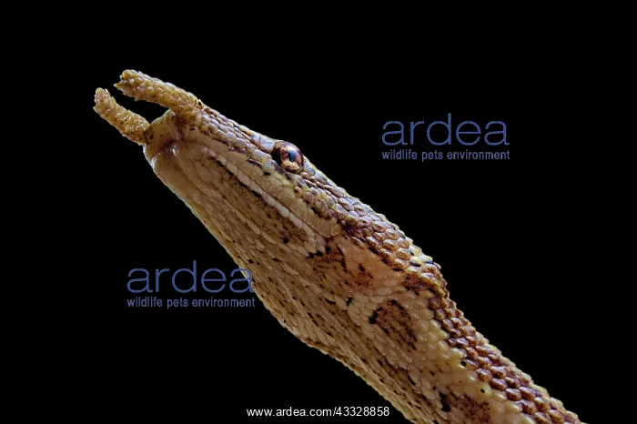 : Portrait fo Tentale snake (Erpeton tentaculatum) : Portrait fo Tentale snake (Erpeton tentaculatum)