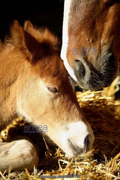 : Portrait of Foal 1-day-old France : Portrait of Foal 1-day-old France