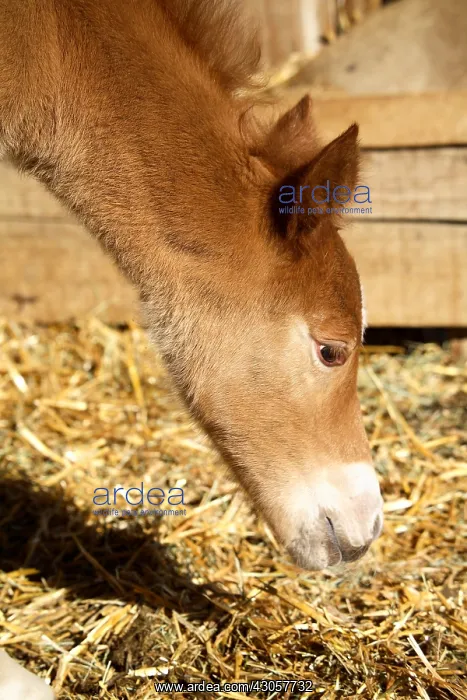 : Portrait of Foal 1-day-old France : Portrait of Foal 1-day-old France