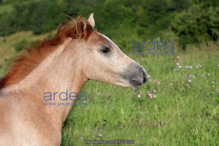 : Portrait of a foal in a meadow of Auvergne - France : Portrait of a foal in a meadow of Auvergne - France