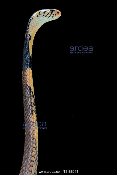 : Portrait of Forest cobra (Naja melanoleuca) on black : Portrait of Forest cobra (Naja melanoleuca) on black