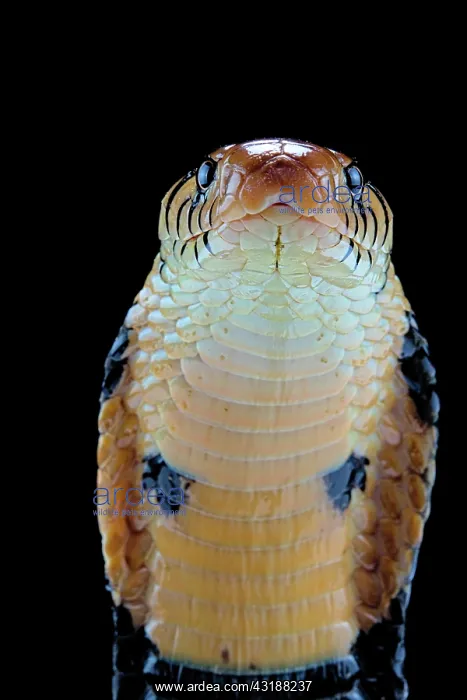: Portrait of Forest cobra (Naja melanoleuca) on black : Portrait of Forest cobra (Naja melanoleuca) on black