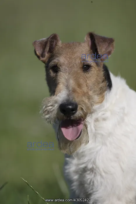 : Portrait Fox Terrier Wirehair France : Portrait Fox Terrier Wirehair France