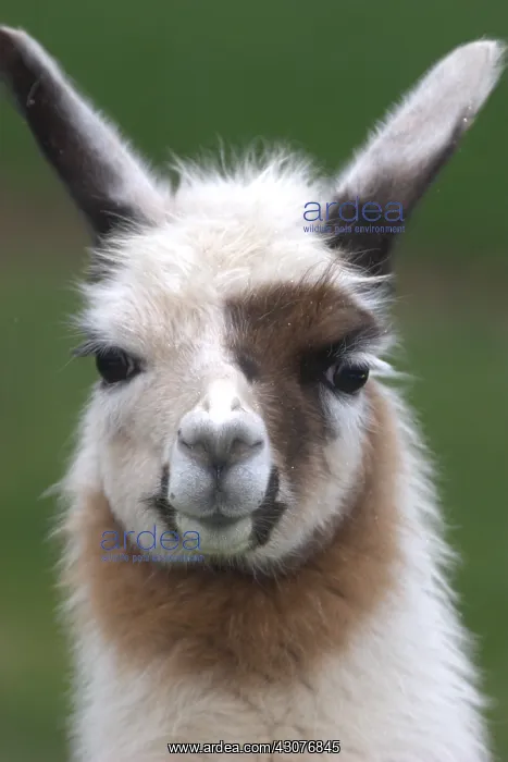 : Portrait of France Lama : Portrait of France Lama