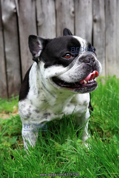  : Portrait of a French Bulldog