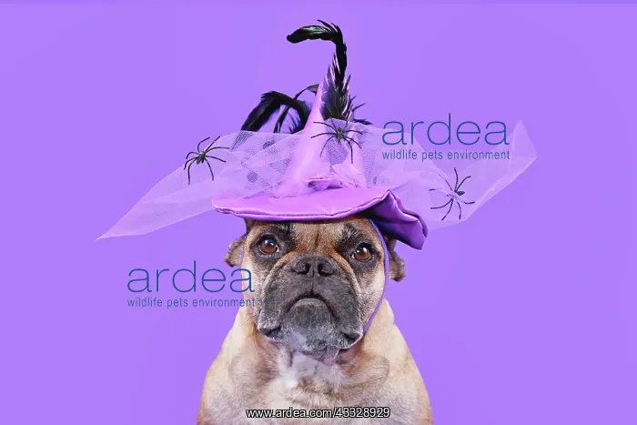 : Portrait of French Bulldog dog with Halloween co : Portrait of French Bulldog dog with Halloween co