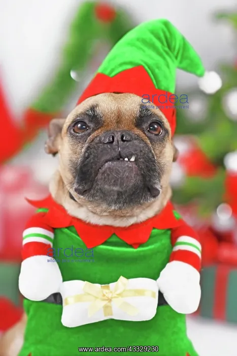: Portrait of French Bulldog dog wearing Christmas elf costume : Portrait of French Bulldog dog wearing Christmas elf costume