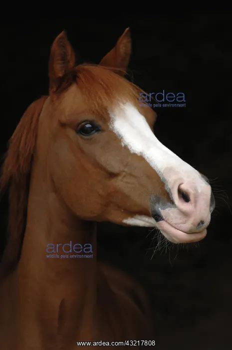 : Portrait of French Saddle Pony - France : Portrait of French Saddle Pony - France