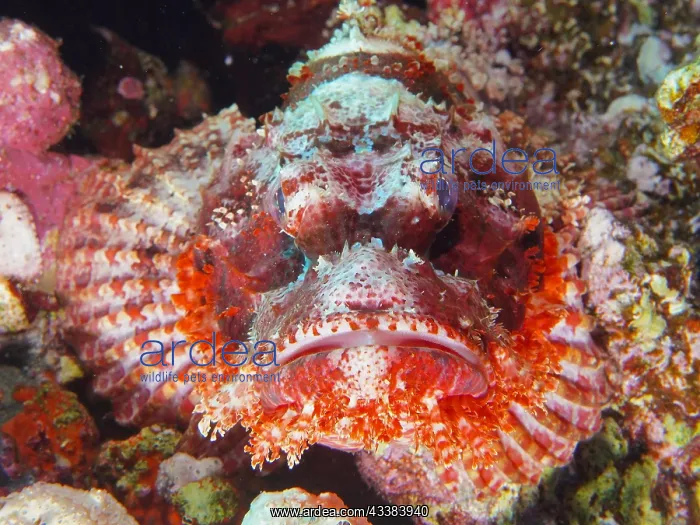 : Portrait of Fringed Dragonhead (Scorpaneopsis oxycephala) : Portrait of Fringed Dragonhead (Scorpaneopsis oxycephala)