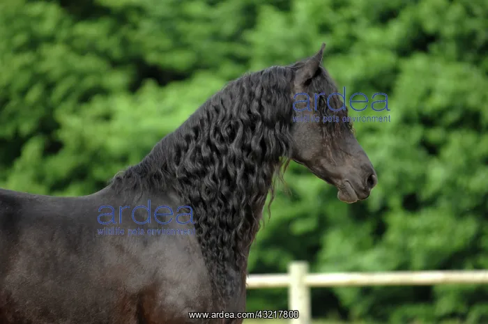 : Portrait of Frisian horse - France : Portrait of Frisian horse - France