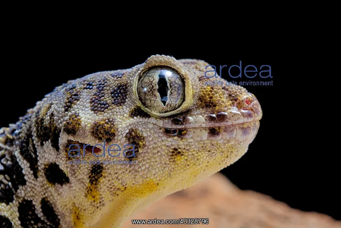 : Portrait of Frog-eyed gecko (Teratoscincus roborowskii) : Portrait of Frog-eyed gecko (Teratoscincus roborowskii)