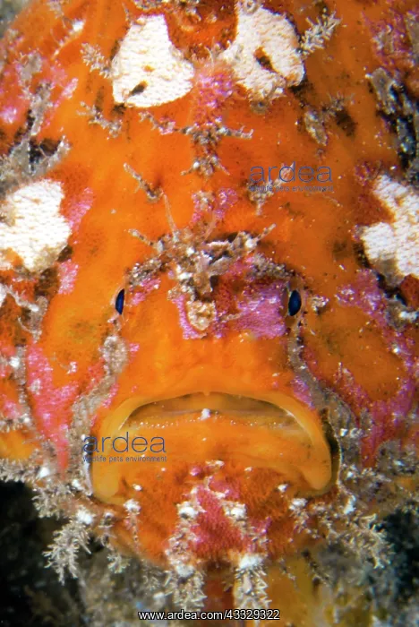 : Portrait of Frogfish (Antennarius nummifer), Gran : Portrait of Frogfish (Antennarius nummifer), Gran