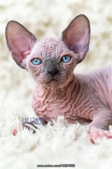 : Portrait of funny Canadian Sphynx Cat kitten with : Portrait of funny Canadian Sphynx Cat kitten with