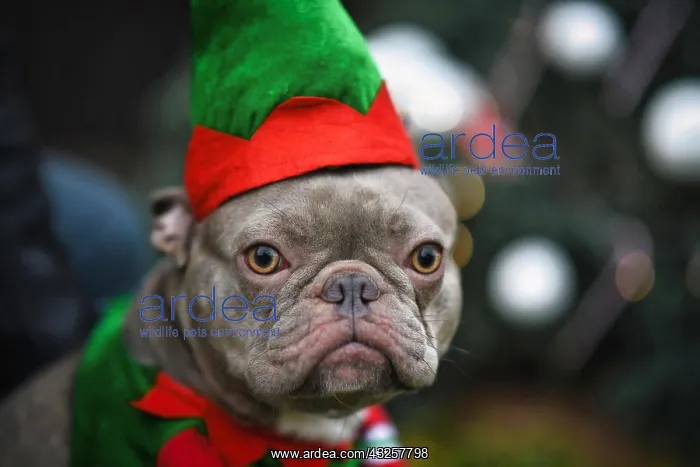 : Portrait of funny lilac French Bulldog dog dressed : Portrait of funny lilac French Bulldog dog dressed