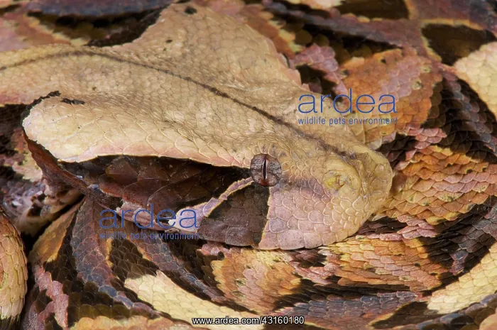 : Portrait of Gaboon viper (Bitis gabonica) : Portrait of Gaboon viper (Bitis gabonica)