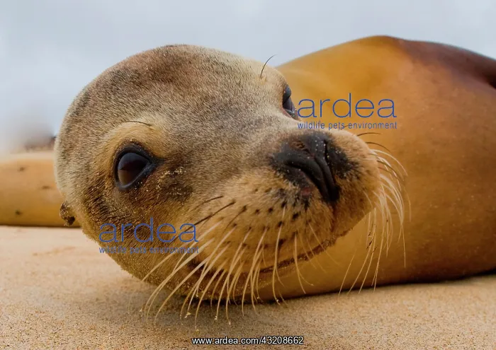 : Portrait of Galapagos sea lion (Zalophus wolleba : Portrait of Galapagos sea lion (Zalophus wolleba
