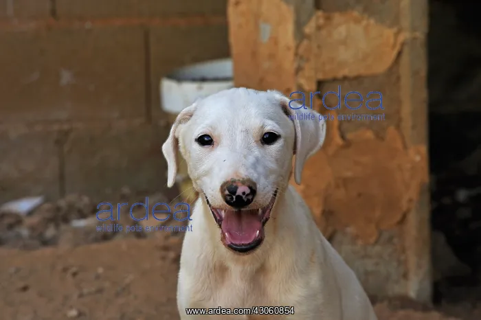 : Portrait of a Galgo puppy 2 months old in his enclosure : Portrait of a Galgo puppy 2 months old in his enclosure