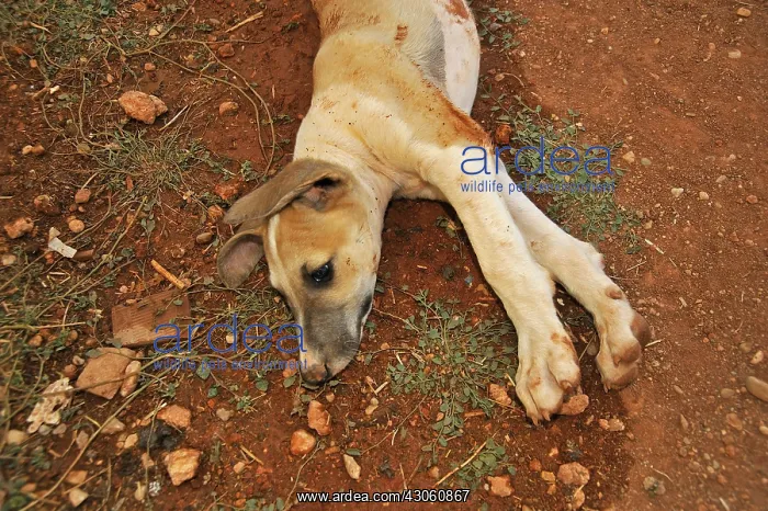 : Portrait of Galgo puppy aged 2 months Spain : Portrait of Galgo puppy aged 2 months Spain