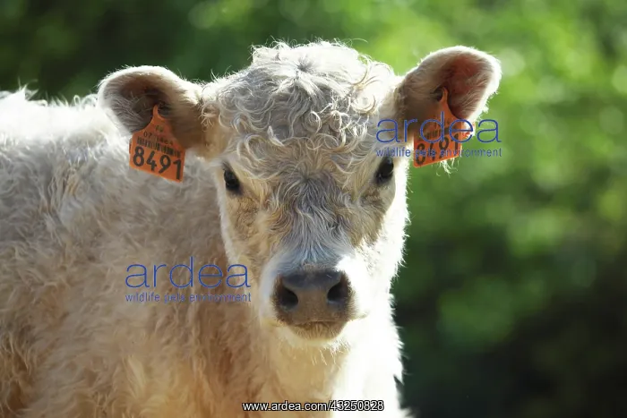 : Portrait of Galloway calf in Vaucluse - France : Portrait of Galloway calf in Vaucluse - France