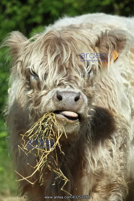 : Portrait of Galloway cow eating straw in Vaucluse - France : Portrait of Galloway cow eating straw in Vaucluse - France