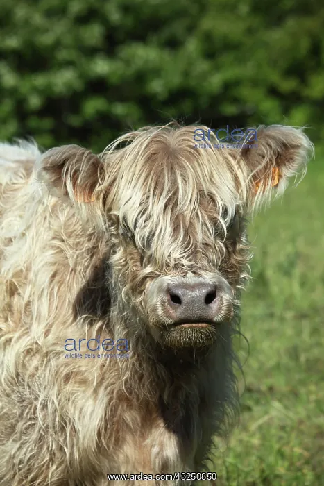 : Portrait of Galloway cow in Vaucluse - France : Portrait of Galloway cow in Vaucluse - France