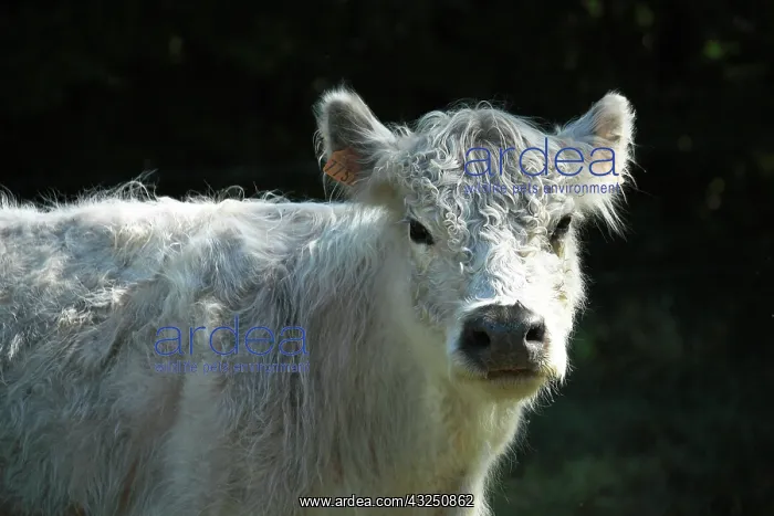 : Portrait of Galloway cow in Vaucluse - France : Portrait of Galloway cow in Vaucluse - France