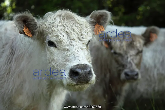: Portrait of Galloway cow in Vaucluse - France : Portrait of Galloway cow in Vaucluse - France