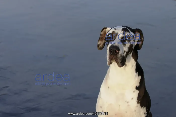 : Portrait of a German mastiff on the beach France : Portrait of a German mastiff on the beach France