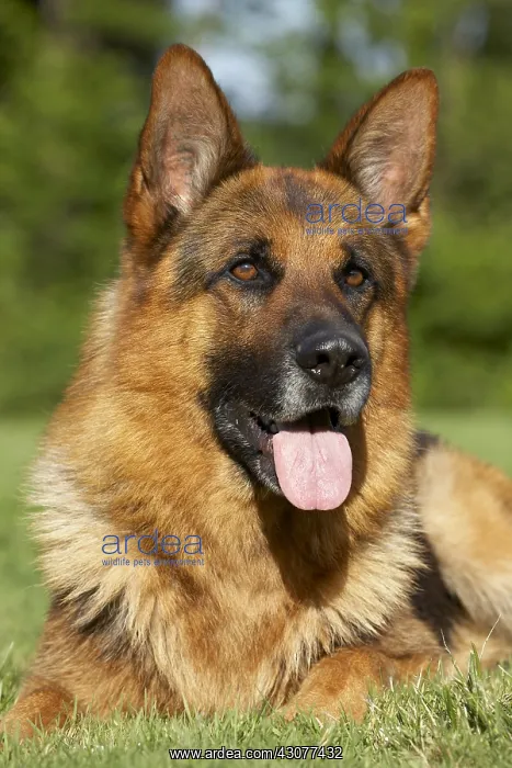 : Portrait of a German Shepherd : Portrait of a German Shepherd