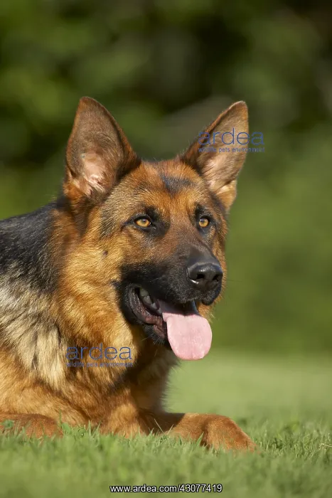 : Portrait of a German Shepherd lying down on lawn : Portrait of a German Shepherd lying down on lawn
