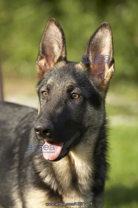 : Portrait of a German Shepherd pup : Portrait of a German Shepherd pup