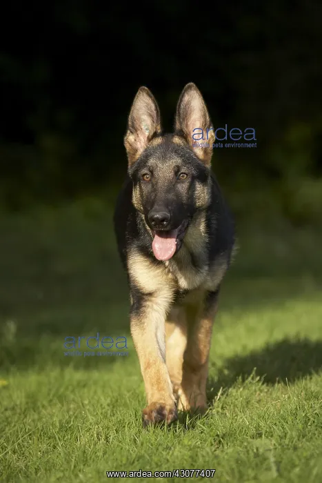 : Portrait of a German Shepherd pup walking on lawn : Portrait of a German Shepherd pup walking on lawn